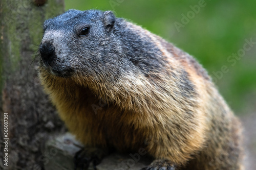 Portrait of Alpine Marmot (Marmota marmota)