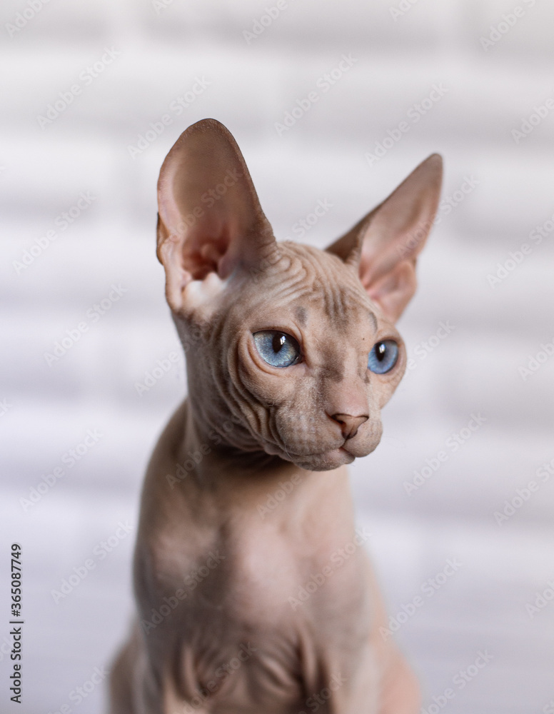 Sphinx; cat; blue eyed; bald; White background;
