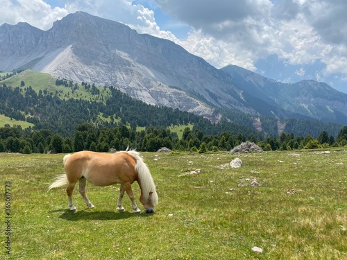 cows in the mountains