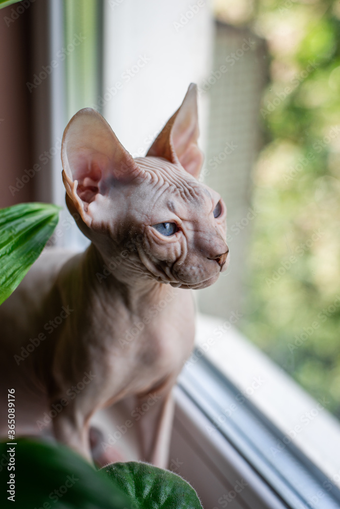 Sphinx; cat; blue eyed; bald; sitting on the window; home plants; pest;