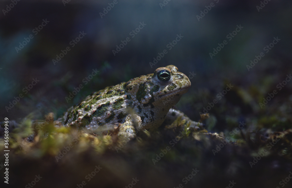 Obraz premium Natterjack toad (Epidalea calamita) green toad