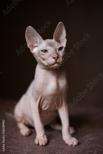 Sphinx  cat  blue eyed  bald  White background  © Дария