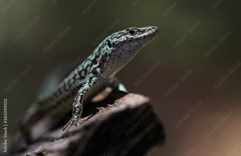 Naklejka premium Green iberian wall lizard (Podarcis virescens) 