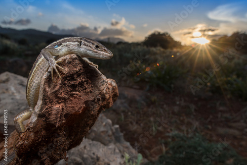 Algerian sand lizard sunset (Psammodromus algirus)