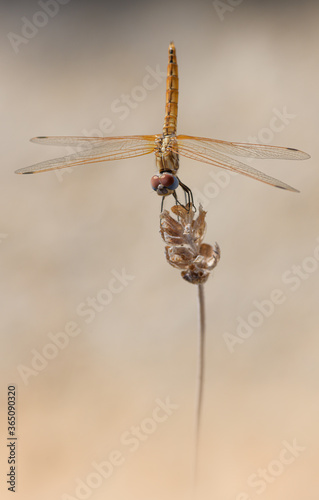 Dragonfly on a branch (Trithemis annulata) African dragonfly