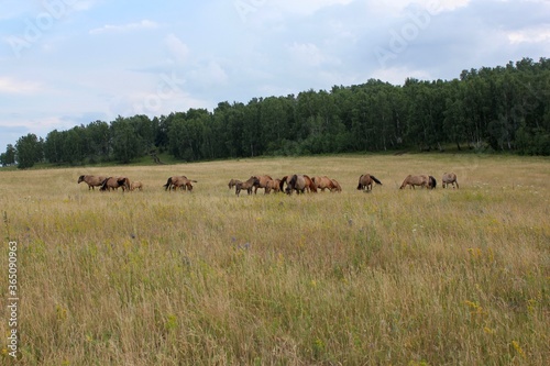  Panoramic view on the mountains of forests and fields. The herd of horses. Beautiful sky. Beautiful summer landscape.