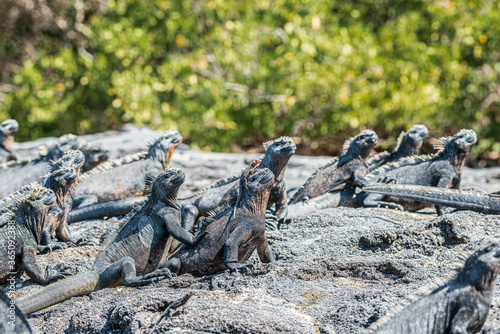 Fotografie, Obraz Large Group of Marine Iguanas Amblyrhynchus cristatus and Lava Lizards Fernandi
