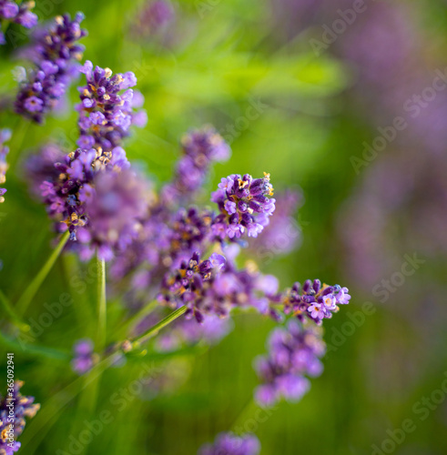 Detail of violet lavender flower