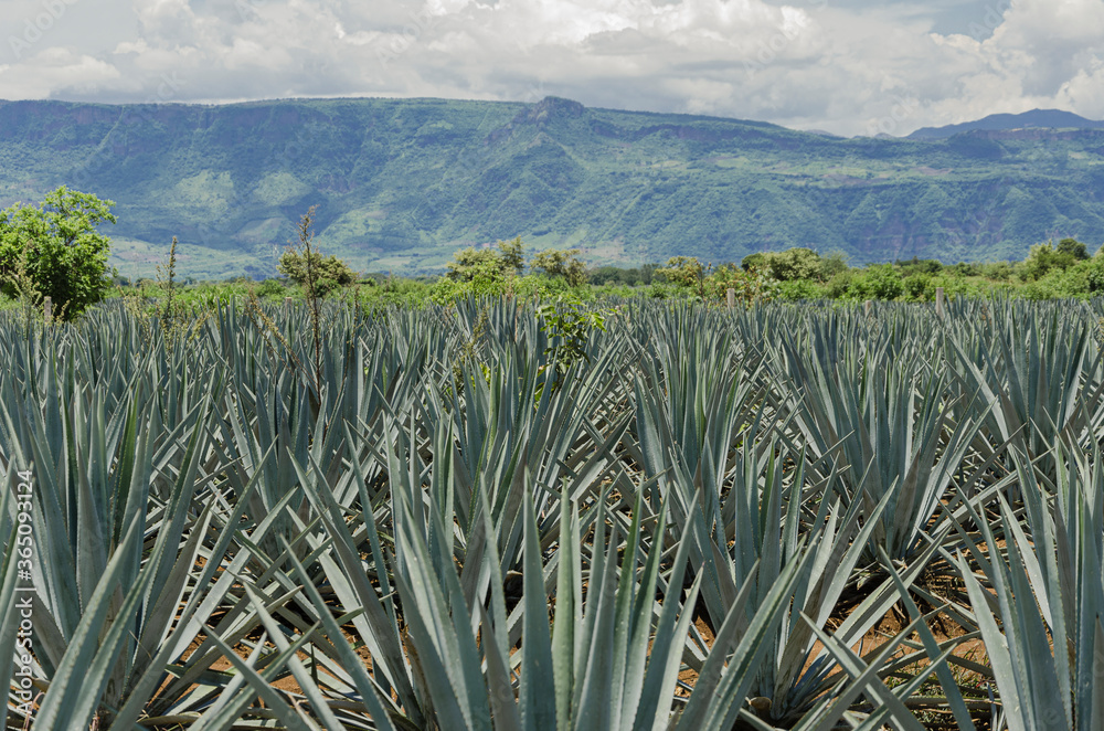 tequila fields tequila fields