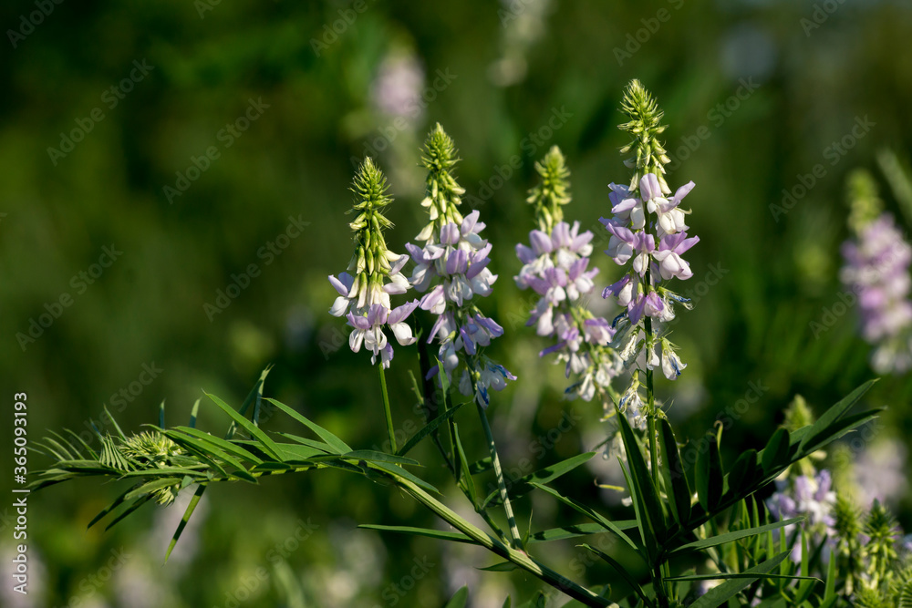Fototapeta premium spring vetch (Vicia sativa L.)