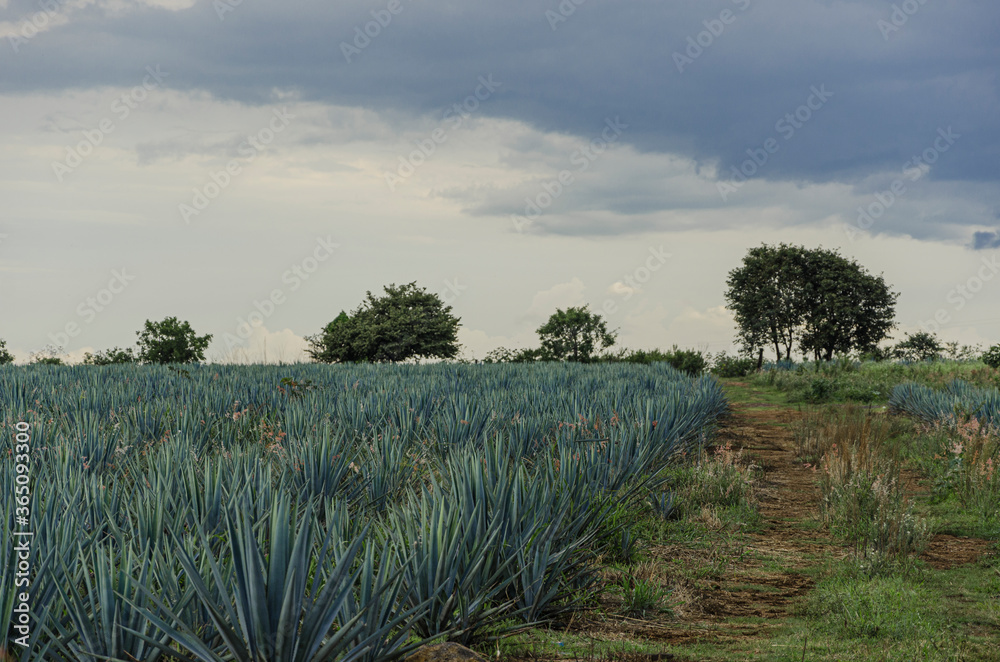 tequila fields