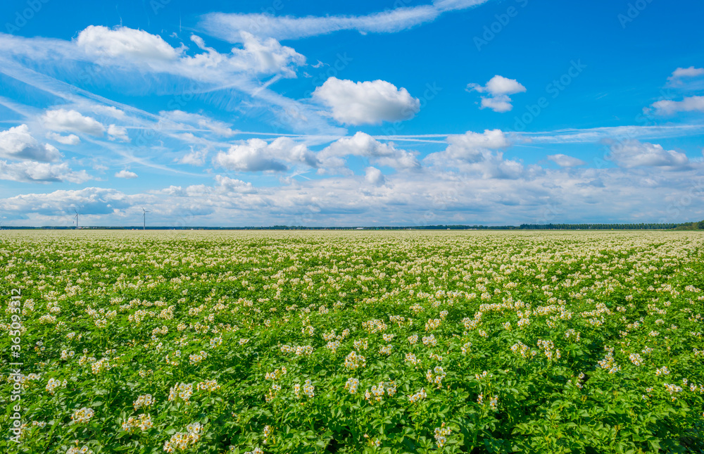 Potato plants growing and flowering in an agricultural field in the countryside below a blue cloudy sky in sunlight in summer, Almere, Flevoland, The Netherlands, July 15, 2020