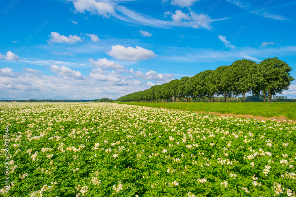 Potato plants growing and flowering in an agricultural field in the countryside below a blue cloudy sky in sunlight in summer, Almere, Flevoland, The Netherlands, July 15, 2020 Potato plants growing and flowering in an agricultural field in the countryside below a blue cloudy sky in sunlight in summer, Almere, Flevoland, The Netherlands, July 15, 2020