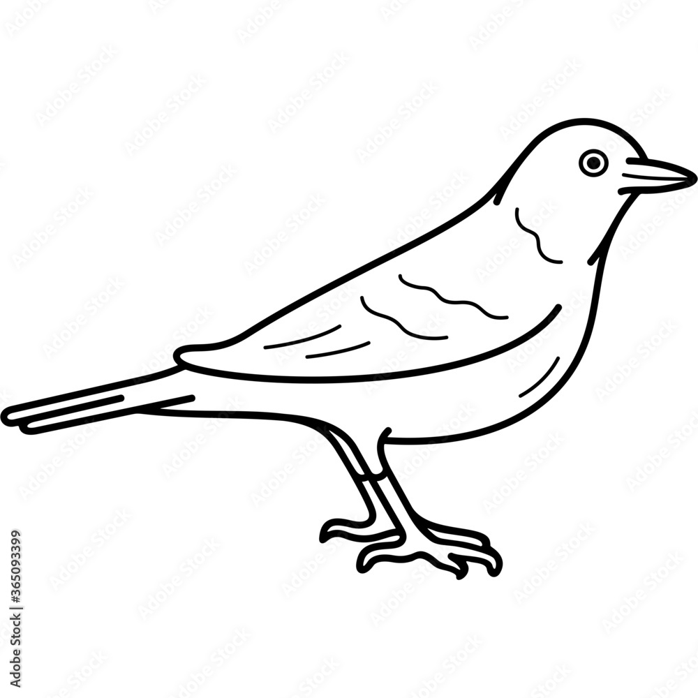 Obraz premium American Robin