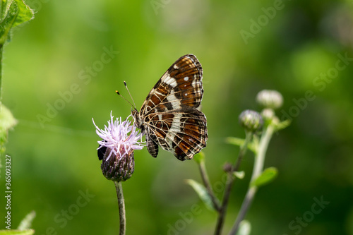 Cobweb butterfly (Araschnia levana)