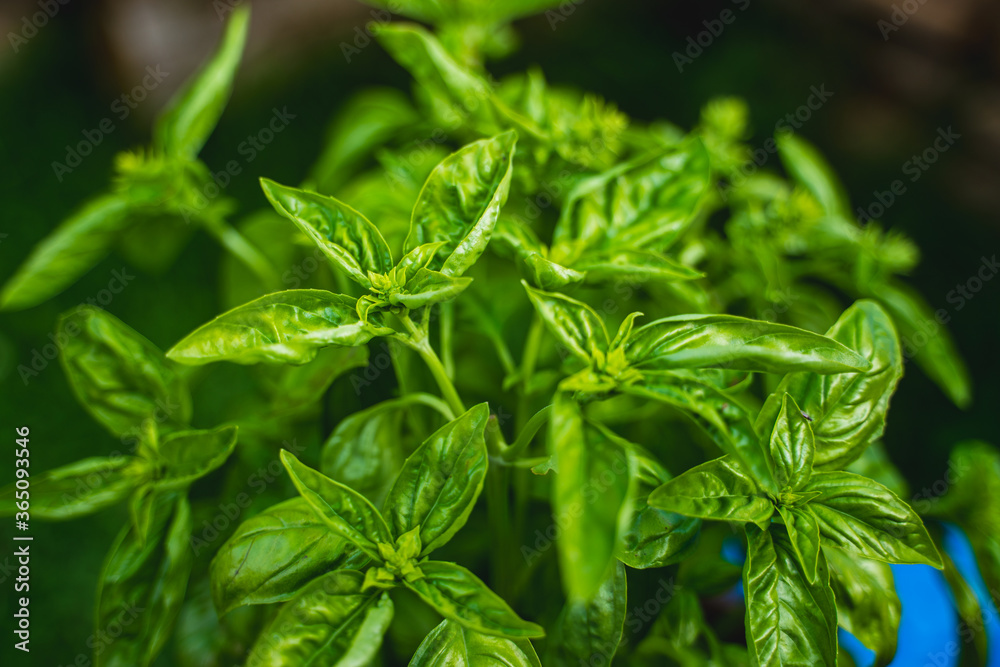 fresh beuatiful green basil leaves