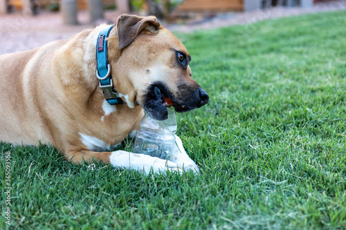 A large dog chewing on a plastic bottle