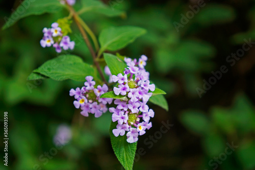 Bushy lippia flowers (Lippia alba)