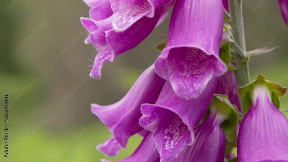 Fox glove flowers bloom in the summer sunshine on moorland near Haworth West Yorkshire Fox glove flowers bloom in the summer sunshine on moorland near Haworth West Yorkshire