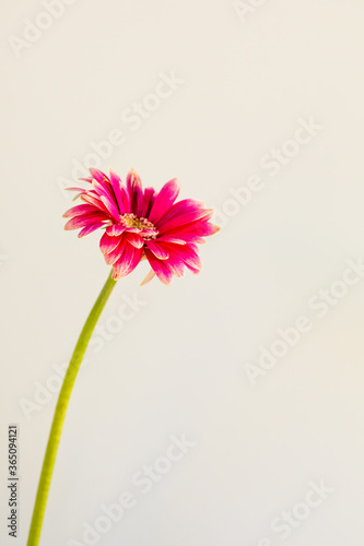 Photos of high key pink flowers on white background