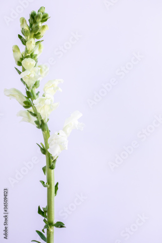 Photo of high key white flower on white background
