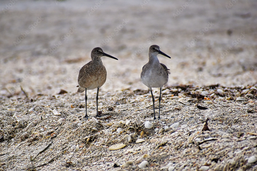 Beach Bird Mates