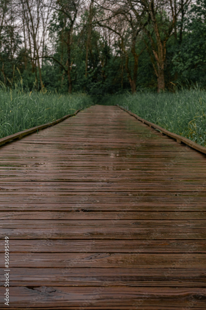Obraz premium wooden bridge in the woods