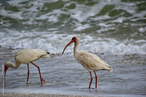 Watchful Eye of the White Ibis