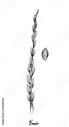 Illustration Hand Drawn Sketch of Bunch of Ripe Acha or Fonio Millets Isolated on White Background.
