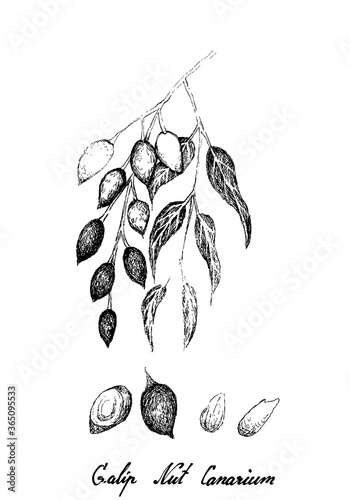 Illustration Hand Drawn Sketch of Canarium Indicum, Galip Nuts or Pacific Almonds, Good Source of Dietary Fiber, Vitamins and Minerals.
 