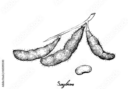 Vegetable and Fruit, Illustration of Hand Drawn Sketch Fresh Soybean or Edamame Pods Isolated on White Background.
