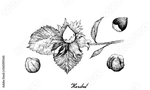 Nut and Bean, Hand Drawn Illustration Sketch of Corylus Avellana, Cobnut, Filbert Nut or Hazelnut, Good Source of Dietary Fiber, Vitamins and Minerals.
