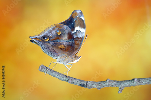 Autumn Leaf Butterfly (Doleschallia bisaltide), the leafwing butterfly. photo