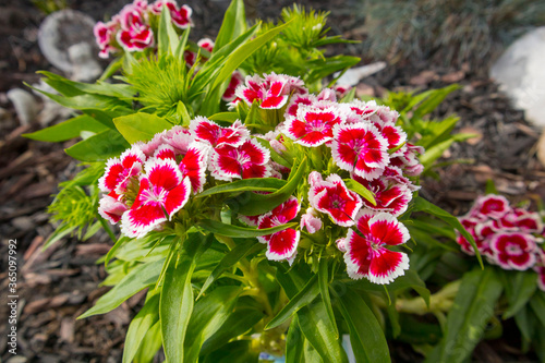 red and white flowers in the garden