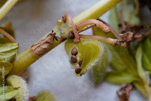 Foto Opened seed pod with visible seeds from a balsam flower.