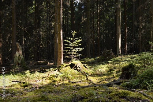 An der Lichtung die Tanne im Schwarzwald 