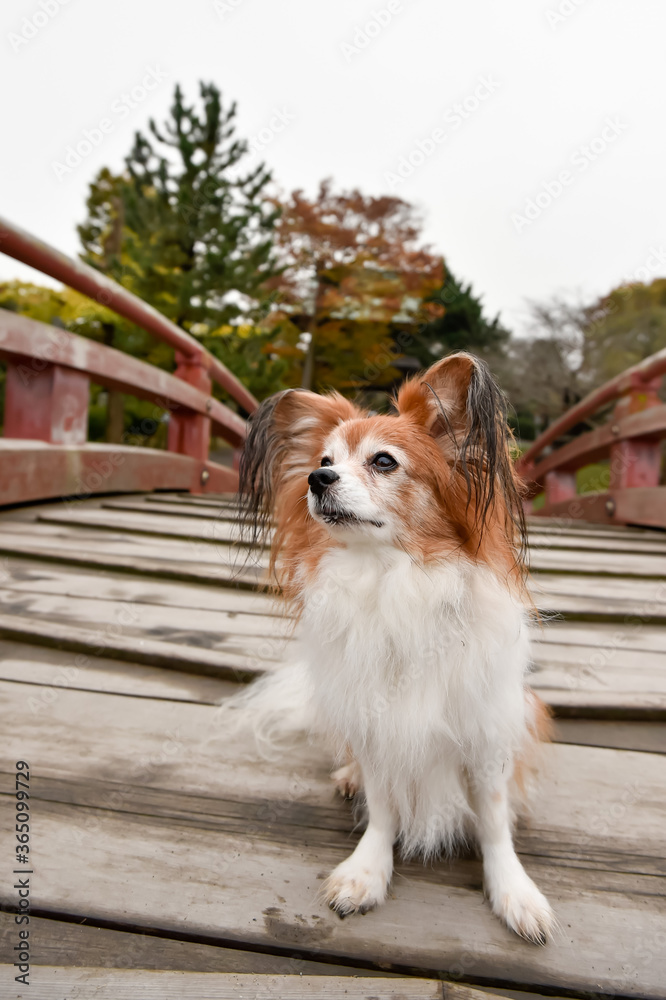 橋の上でおすましするミックス犬 橋の上でおすましするミックス犬