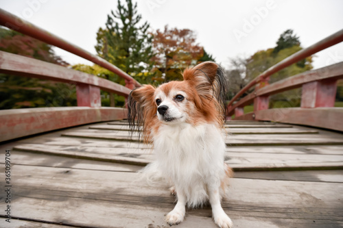 橋の上でおすましするミックス犬
