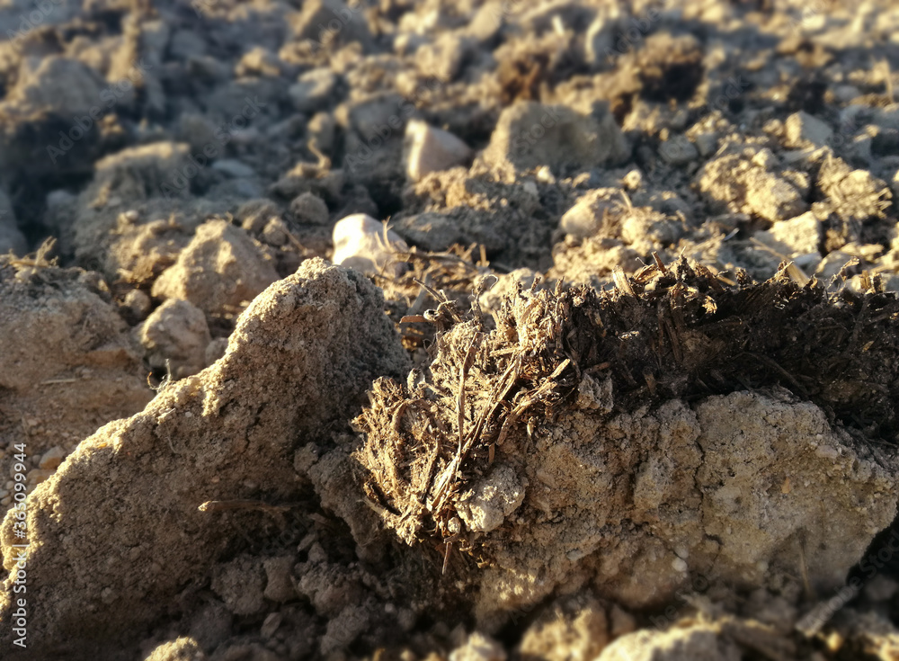 Spanish field with natural organic fertilizer. Dung scattered across the earth. Ecological agriculture. Contrast of natural brown colors and blue calm sky. Rural landscape. Manure. Spanish field with natural organic fertilizer. Dung scattered across the earth. Ecological agriculture. Contrast of natural brown colors and blue calm sky. Rural landscape. Manure.