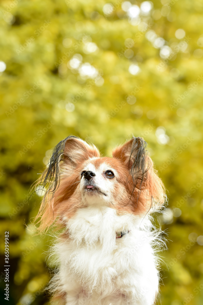 銀杏の木の前でおすましするミックス犬