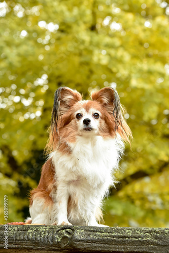 銀杏の木の前でおすましするミックス犬 © studio Hoto