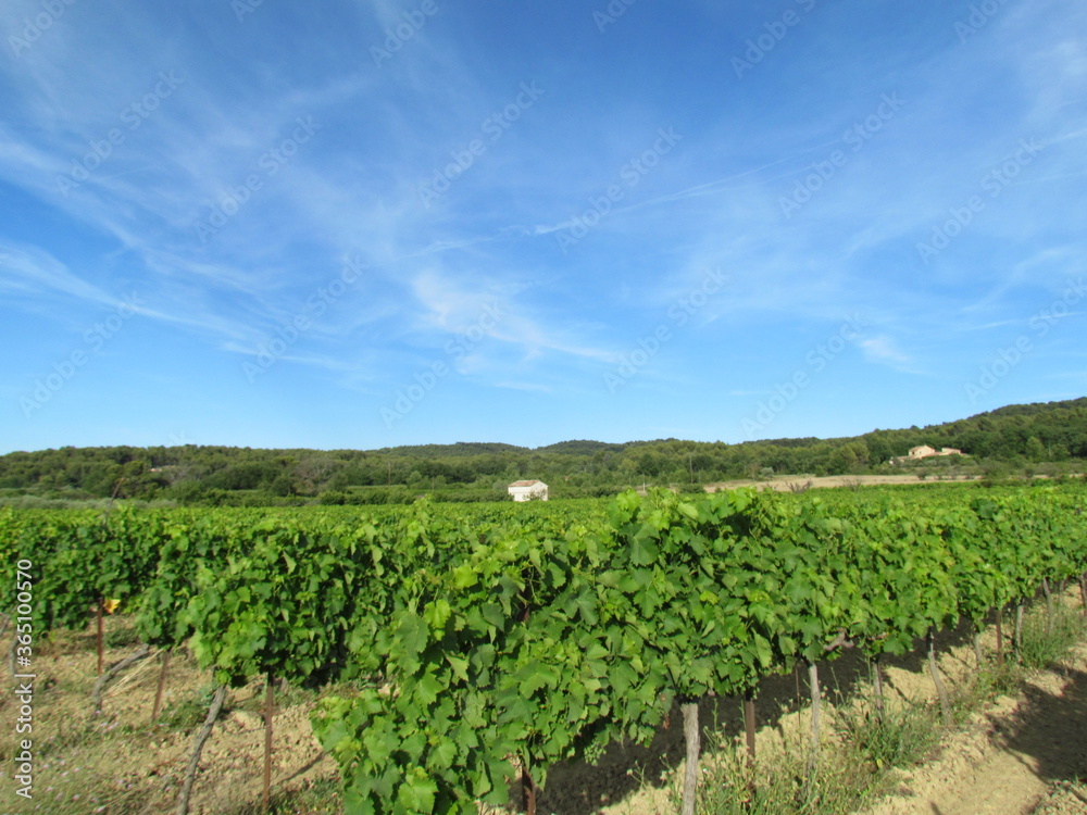 Wine field of Pernes-les-Fontaines in France. Village Farm & Winery is a family-run vineyard and winery in Pernes les Fontaines.