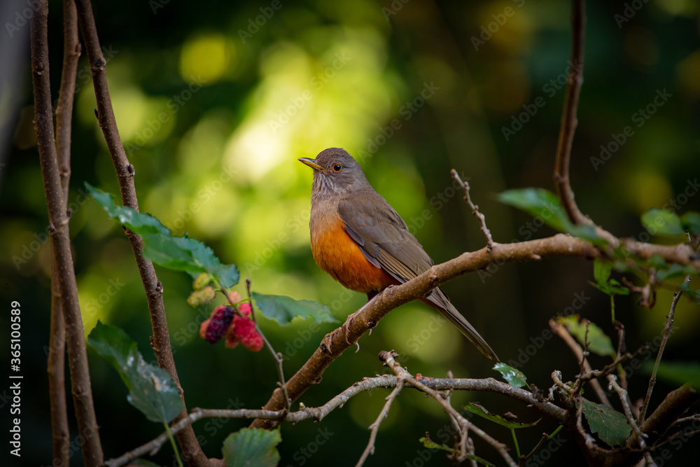 Cute bird at magical forest. The rufous-bellied thrush (Turdus rufiventris) . Brazil. Cute bird at magical forest. The rufous-bellied thrush (Turdus rufiventris) . Brazil.
