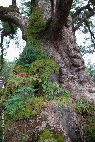 鹿児島県蒲生の大楠 