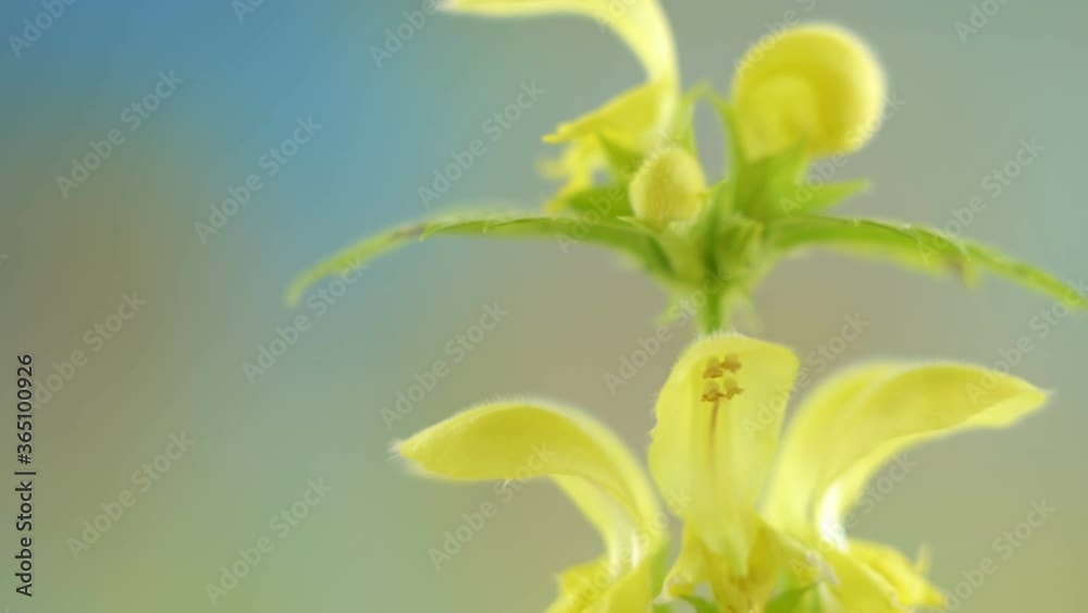 The closer look of the yellow petals of the yellow archangel plant The closer look of the yellow petals of the yellow archangel plant