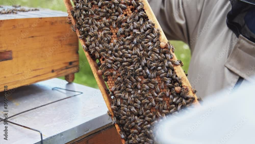 Close-up shot of beekeeper showing honeycomb frame with working bees making honey. Apiculture. Natural product. Beeswax. Bee farm. Close-up shot of beekeeper showing honeycomb frame with working bees making honey. Apiculture. Natural product. Beeswax. Bee farm.