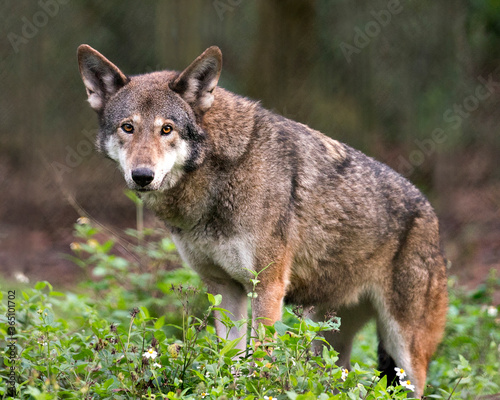 Red Wolf photos. Image. Portrait. Picture. Endangered species.  Red wolf close-up looking at the camera with foliage foreground and blur background, displaying brown fur, in its environment.