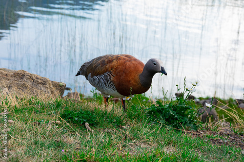 Ashy-headed goose (Cauquen Real - Chloephaga poliocephala). Typical bird of Bariloche. Bariloche, Argentina photo