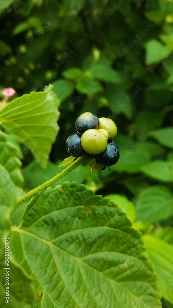 Indian lantana camara ( medicinal herbs ) fruit in rainy season. Indian lantana camara ( medicinal herbs ) fruit in rainy season.