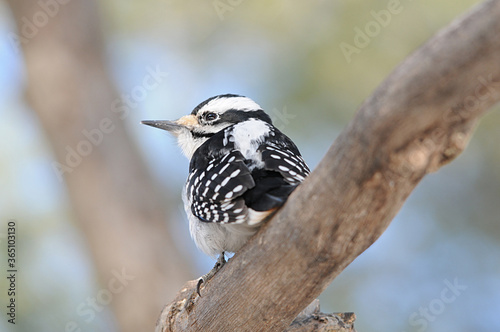 Woodpecker Bird Stock Photos. Woodpecker bird perched displaying feather plumage, its body, in its environment and habitat in the forest with a blur background. Picture. Portrait. Image.
